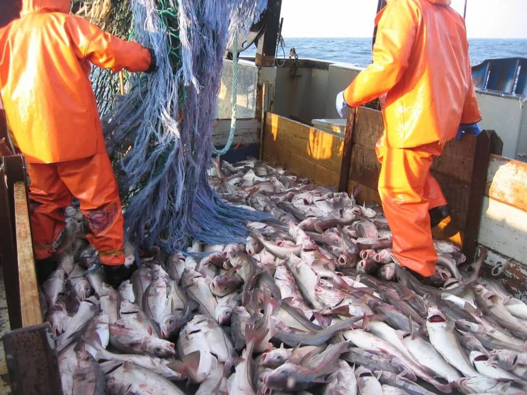 These jobs rely on the Antarctic krill population (MMC/RISG)