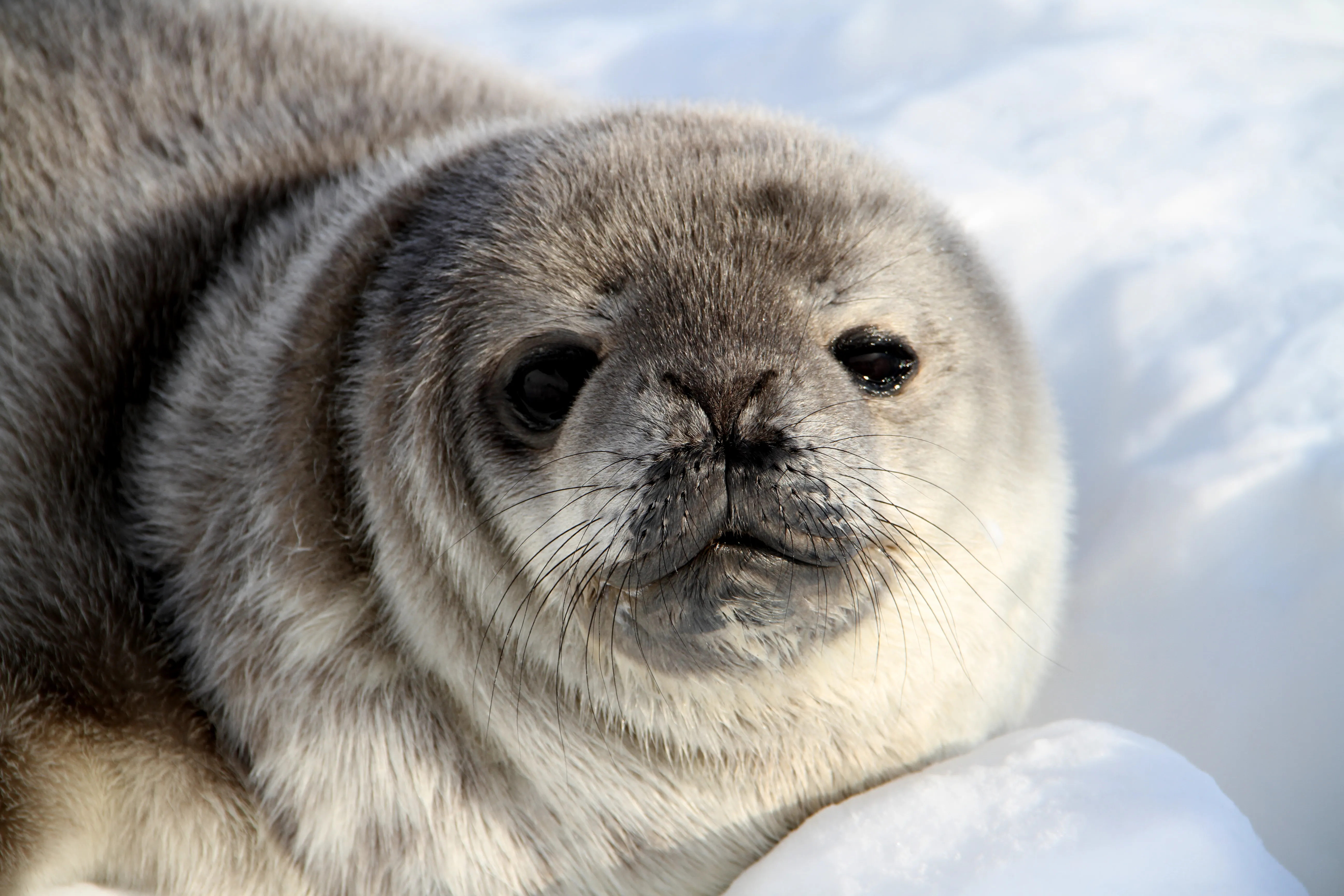 A weddell seal pup chills in the sun (NSF/Dr. Michelle LaRue)